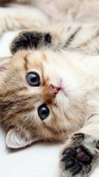 descargar wallpaper de animales